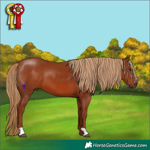 Horse Color:Chestnut 