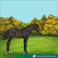 Horse Color:Bay Appaloosa 