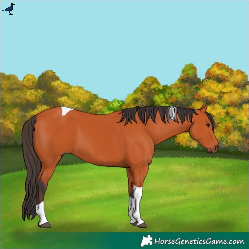 Horse Color:Bay Tobiano 