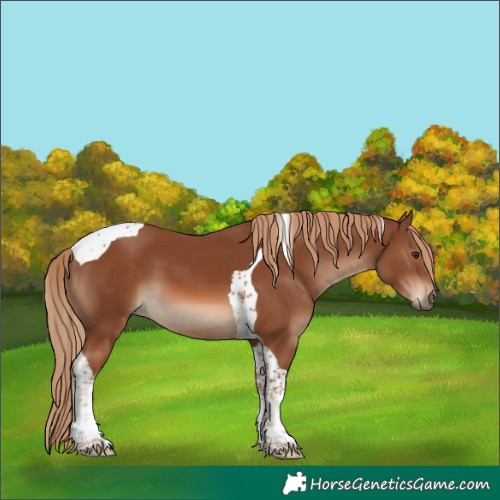 Horse Color:Chestnut Tobiano