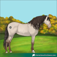 Horse Color:Sable Champagne Dun