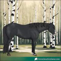Horse Color:Black Splash 