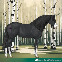 Horse Color:Black 