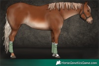 Horse Color:Chestnut Tobiano