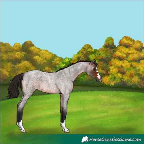 Horse Color:Unknown 