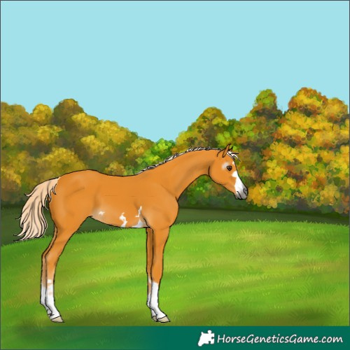 Horse Color:Unknown 