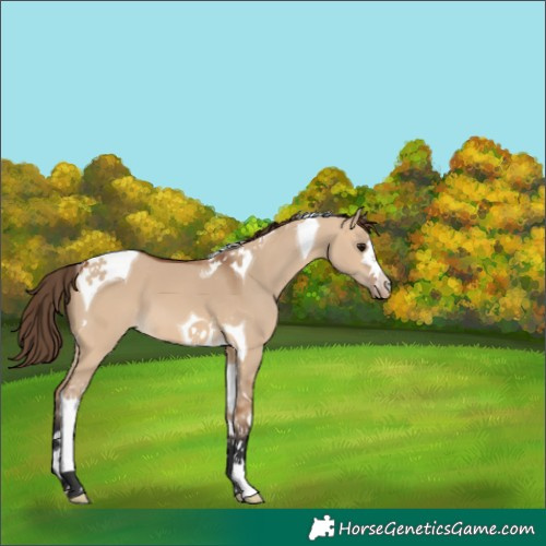 Horse Color:Unknown 