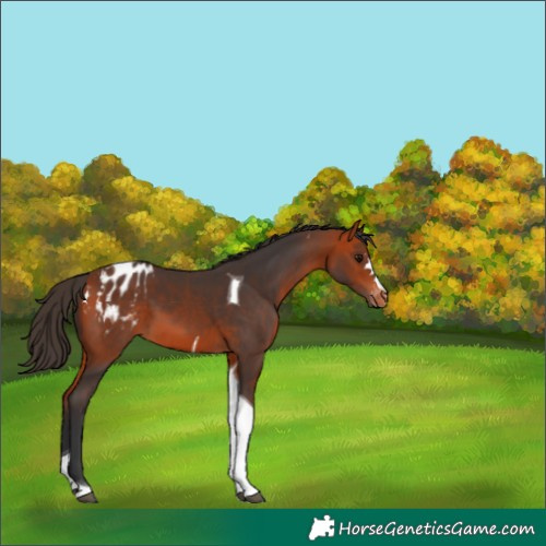 Horse Color:Bay Tobiano Blanket 