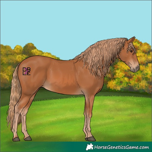 Horse Color:Chestnut 