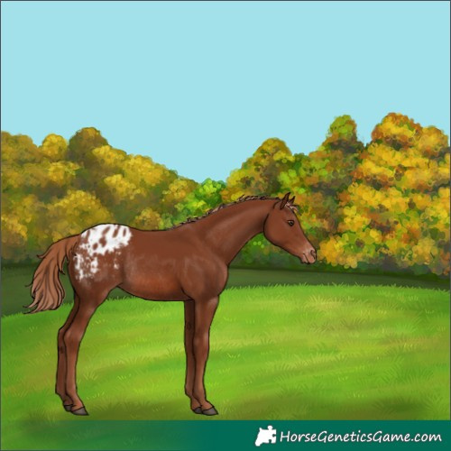 Horse Color:Chestnut Appaloosa Rabicano 