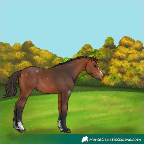 Horse Color:Bay Sabino Rabicano 