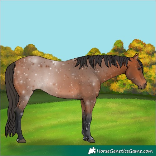 Horse Color:Bay Rabicano