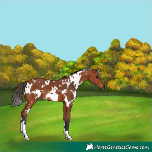 Horse Color:White Spotted Bay 