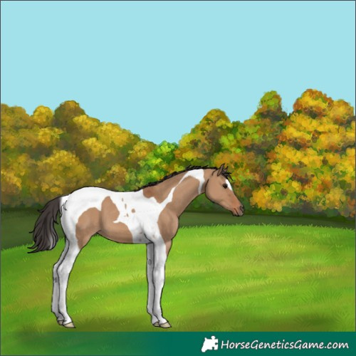 Horse Color:Bay Dun Tobiano 