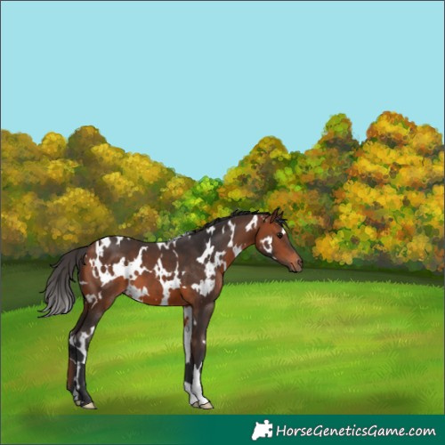 Horse Color:White Spotted Bay