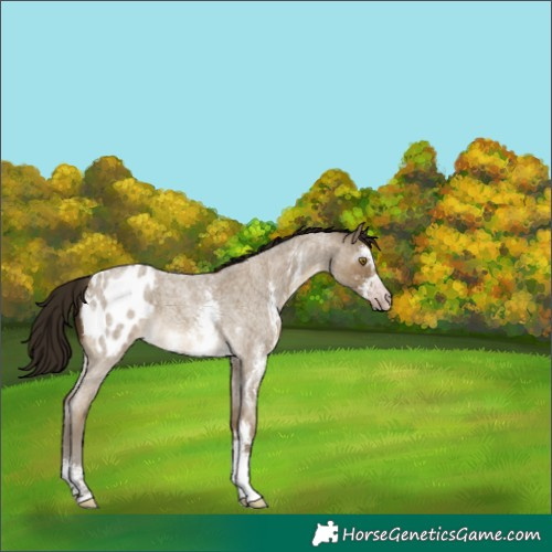 Horse Color:Unknown 
