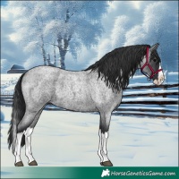 Horse Color:Blue Roan Splash 