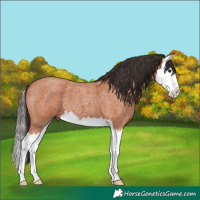 Horse Color:Bay Roan Splash 