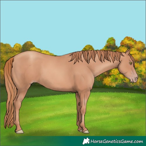 Horse Color:Gold Champagne 