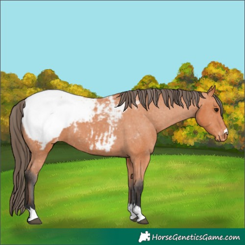 Horse Color:Bay Snowcap 