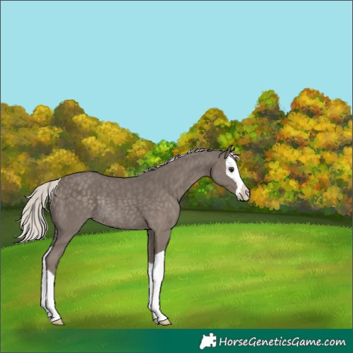 Horse Color:Unknown 