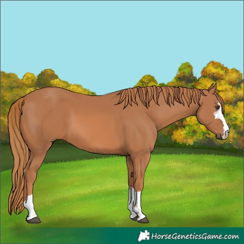 Horse Color:Chestnut 