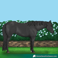 Horse Color:Black 