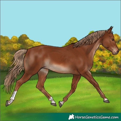 Horse Color:Chestnut Tobiano