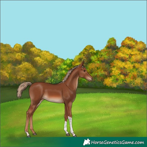 Horse Color:Chestnut Tobiano 