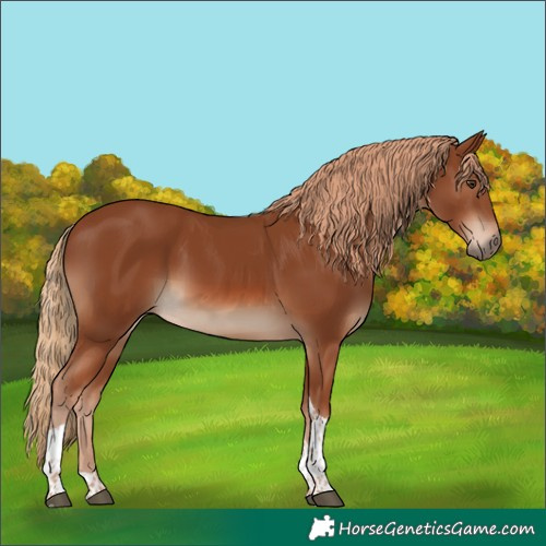 Horse Color:Chestnut Tobiano 