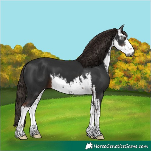 Horse Color:Gray White Spotted Liver Chestnut