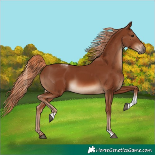 Horse Color:Chestnut Tobiano Rabicano 