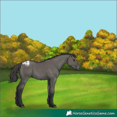 Horse Color:Grullo Varnish 