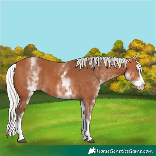Horse Color:White Spotted Silver Bay Splash