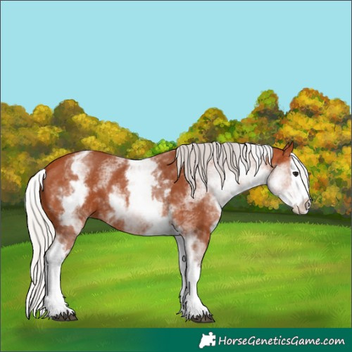 Horse Color:Unknown 
