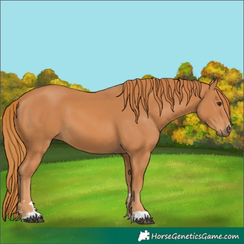 Horse Color:Chestnut 