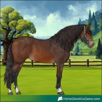 Horse Color:Bay 