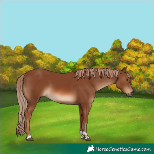 Horse Color:Chestnut Tobiano