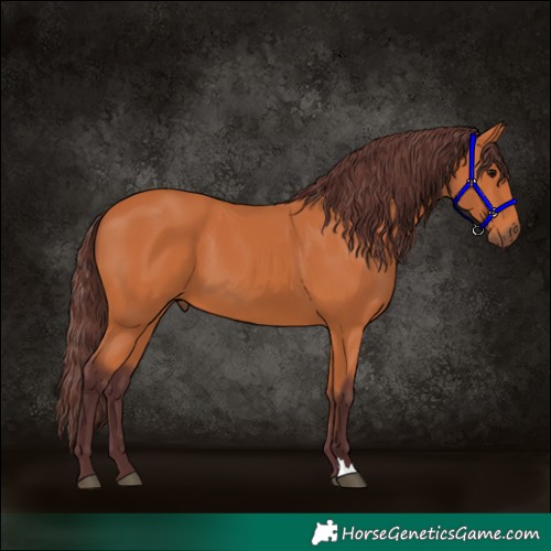 Horse Color:Chocolate Bay 