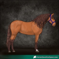 Horse Color:Chocolate Bay 