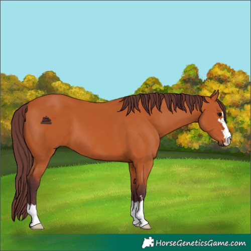 Horse Color:Chocolate Bay 