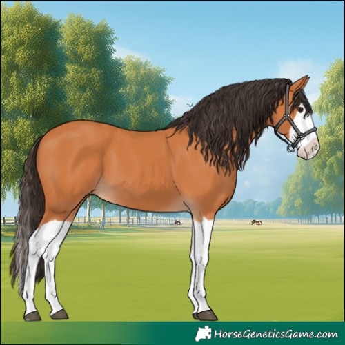 Horse Color:Bay Splash 