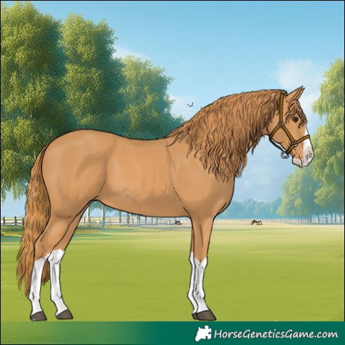 Horse Color:Chestnut Splash