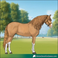 Horse Color:Chestnut Splash 