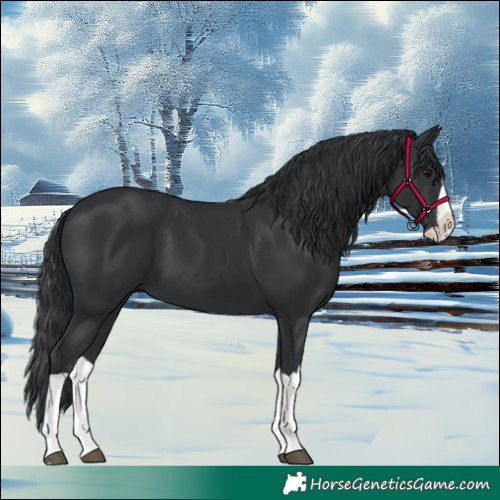 Horse Color:Black Splash
