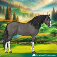 Horse Color:Grullo Splash