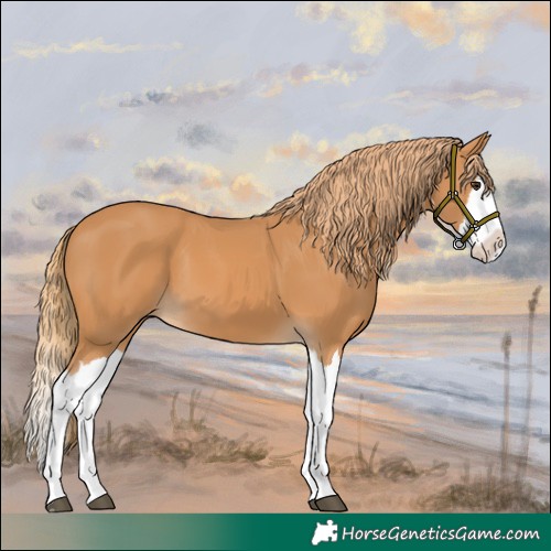 Horse Color:Chestnut Splash 