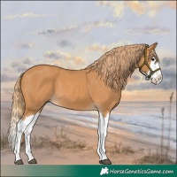 Horse Color:Chestnut Splash