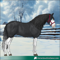 Horse Color:Black Splash