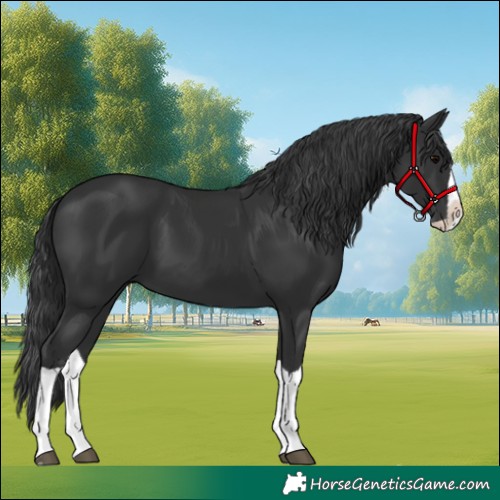 Horse Color:Black Splash